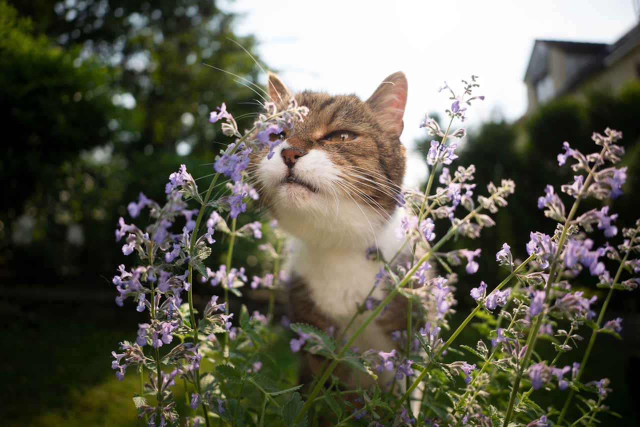 doğada kedi otu çiçeği koklayan gri kedi