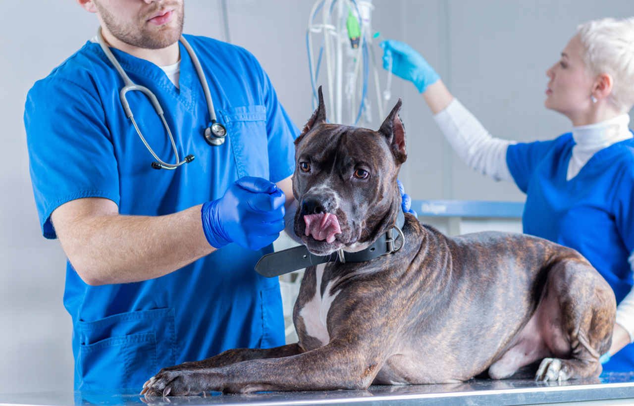 muayene edilen bir köpek