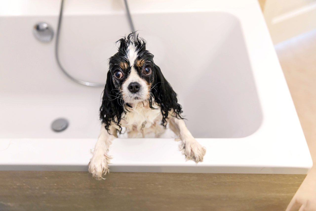 küvette ıslanmış uzun kulaklı sevimli köpek