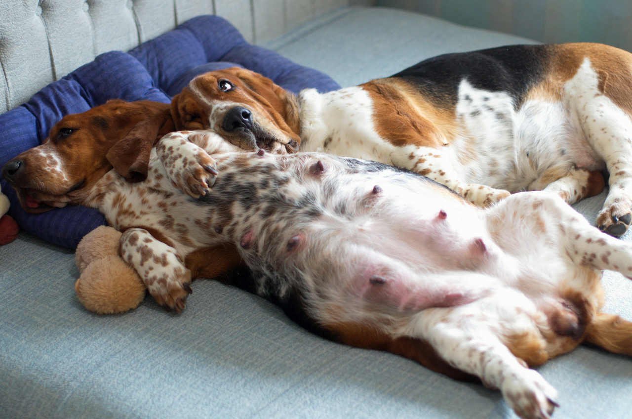 yatakta yatan hamile bir köpek ve yanındaki dostu