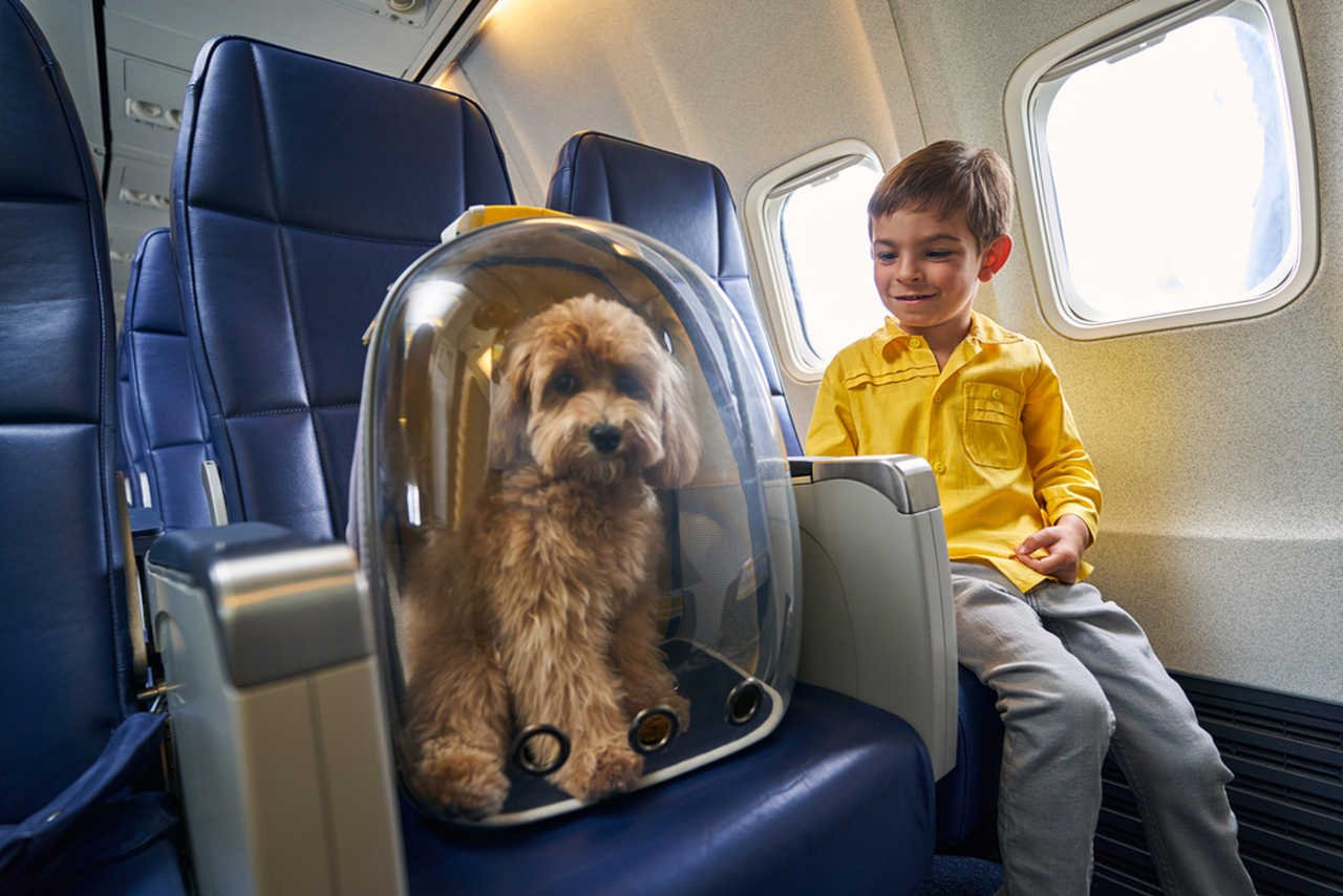 uçak koltuğunda köpek taşıma çantası içinde köpek ve çocuk 