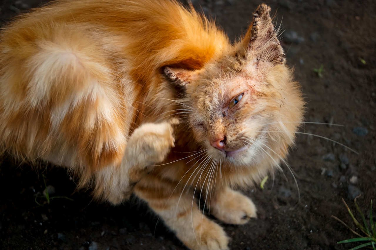 kaşınan yavru turuncu kedi