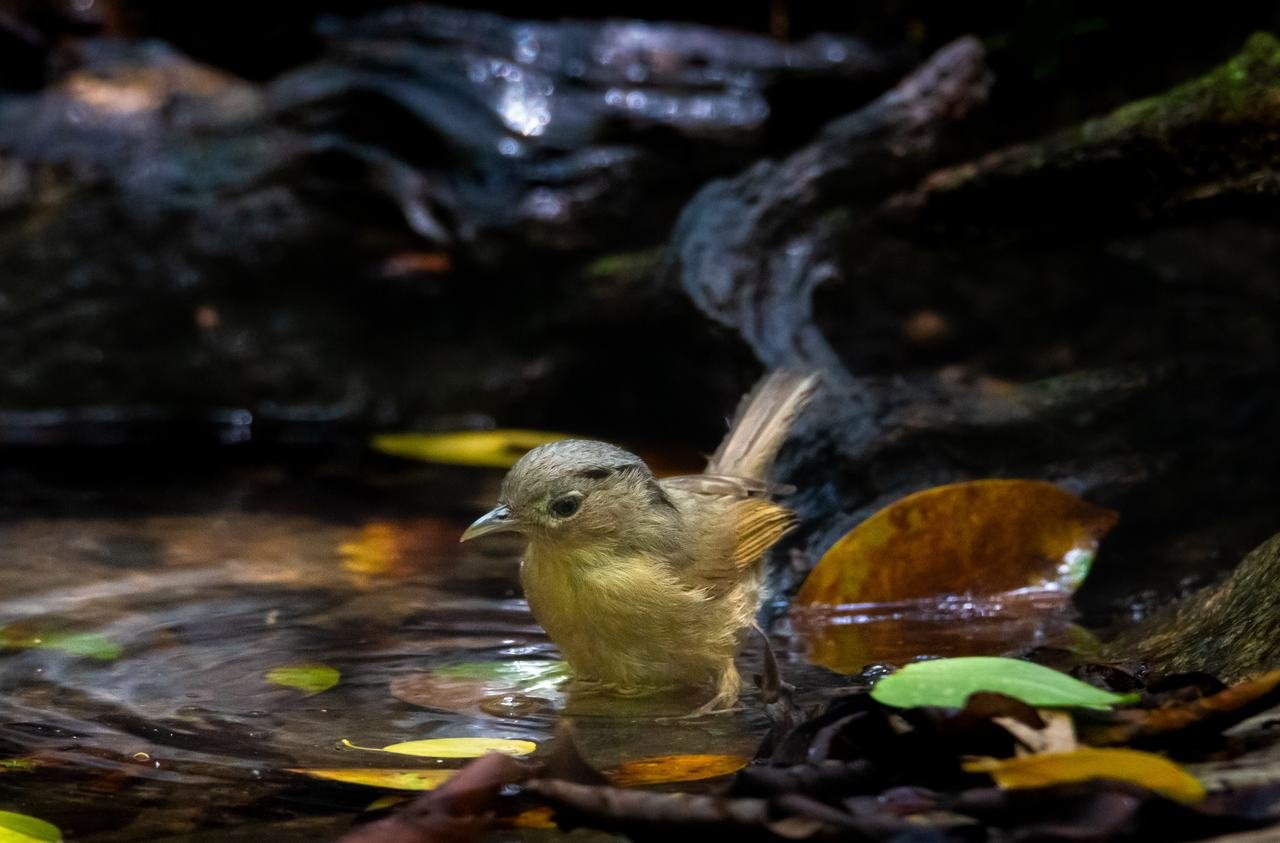 suda yıkanan sarı kuş