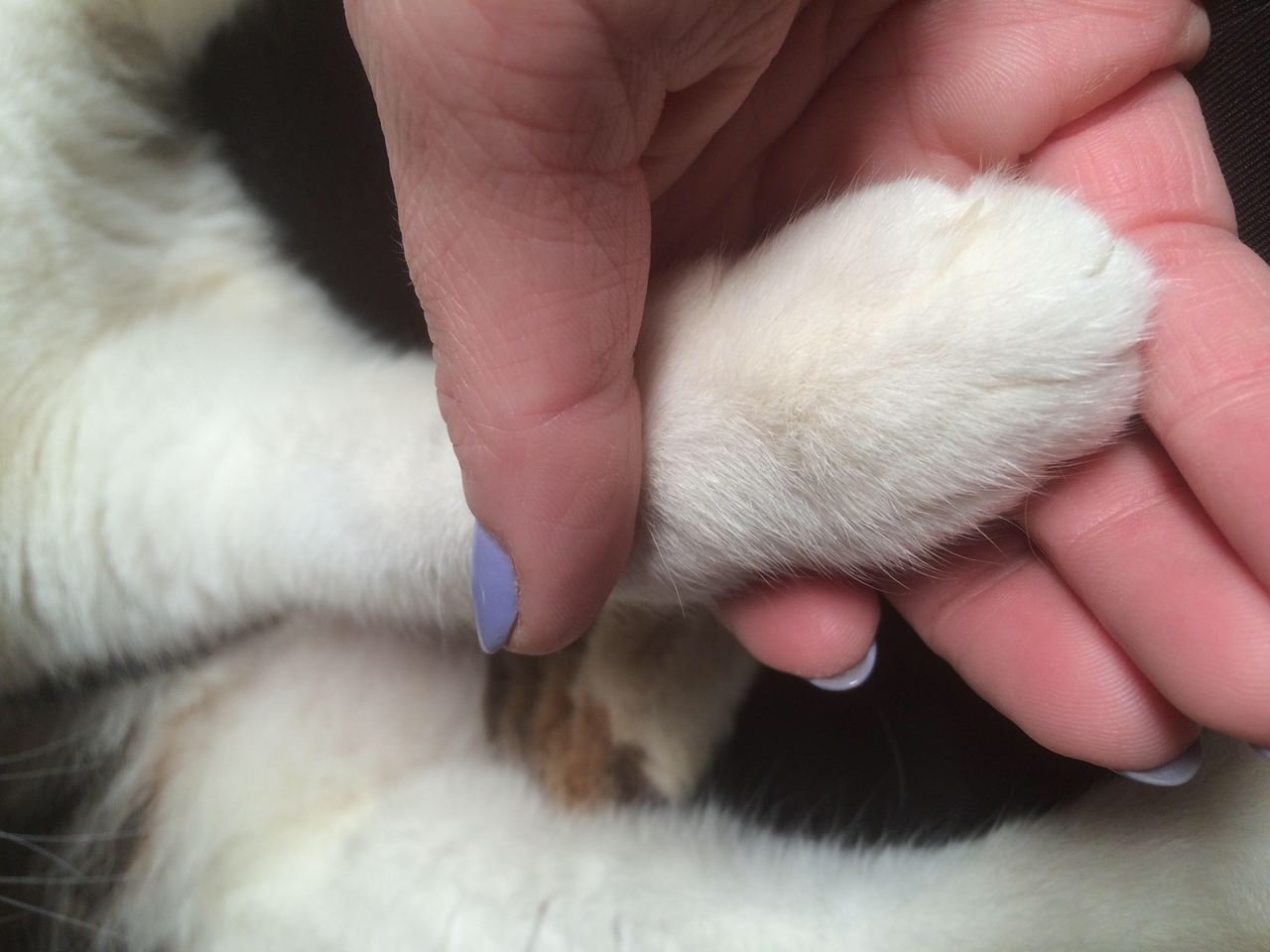 kedi tırnağı nasıl kesilir konusuna dair araştırma yaptıktan sonra kedisinin tırnaklarını kesmek için patisini tutan kadın