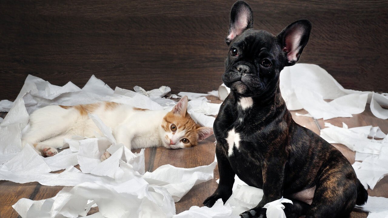 Tuvalet kağıtları yığının ortasında yatan kedi ile siyah köpek