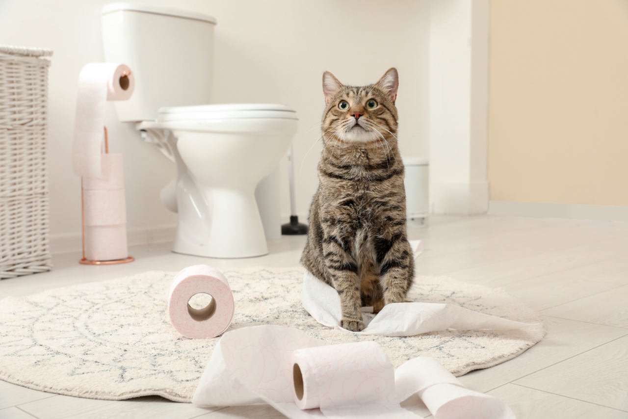 tuvalet kağıdı ile oynayan sevimli kedi