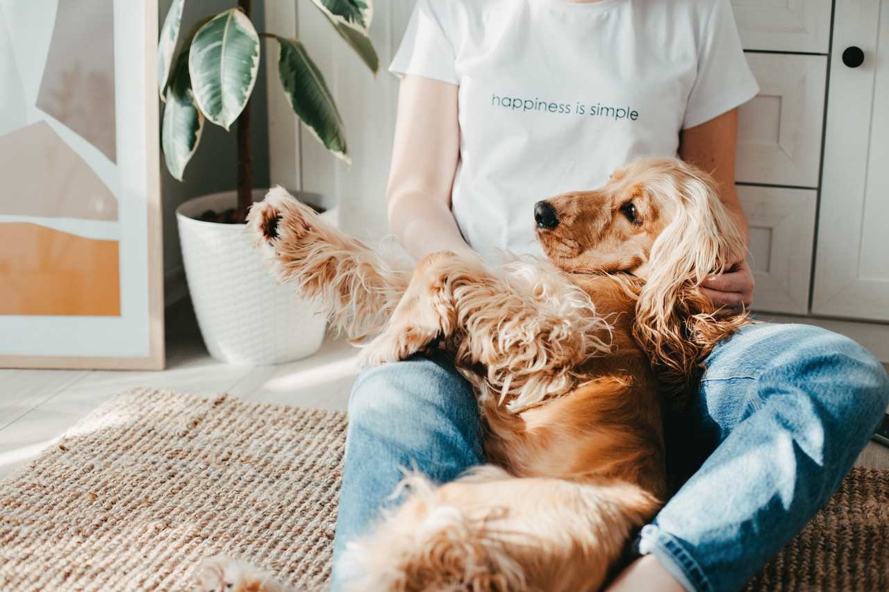 köpek ve sahibi