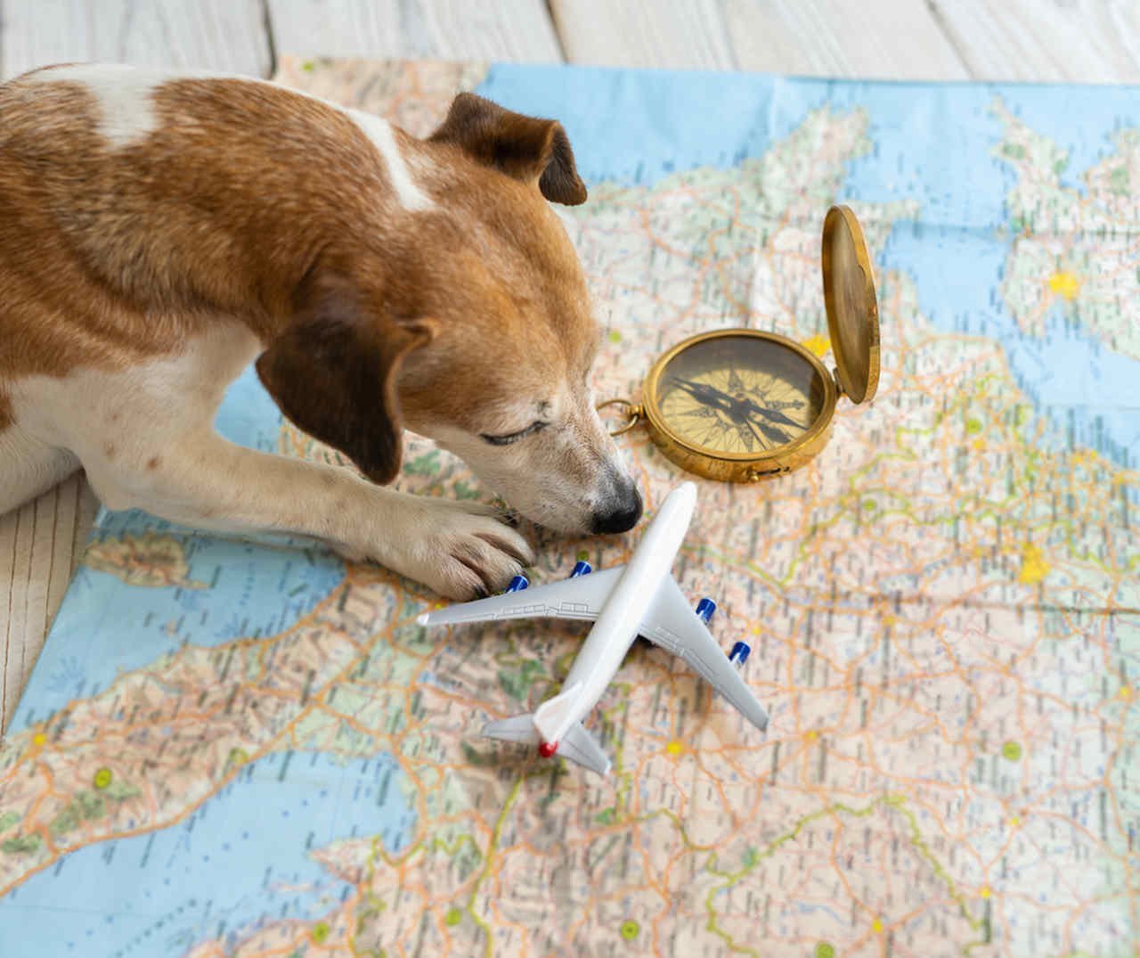 harita üzerinde pusular, köpek ve uçak maketi