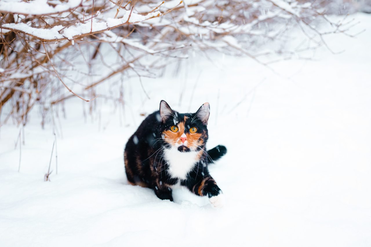 kar yağmış bir zeminde yatan kedi