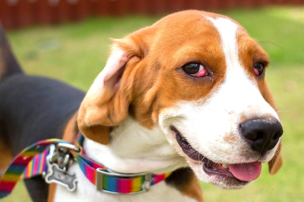 Köpeklerde göz hastalıkları arasında bulunan kiraz gözü hastalığına yakalanan köpeğin hastalıklı hali