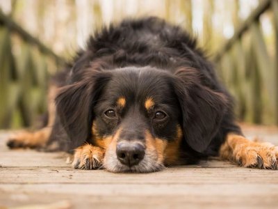 Köpeklerde Göz Hastalıkları, Belirtileri ve Tedavi Yöntemleri