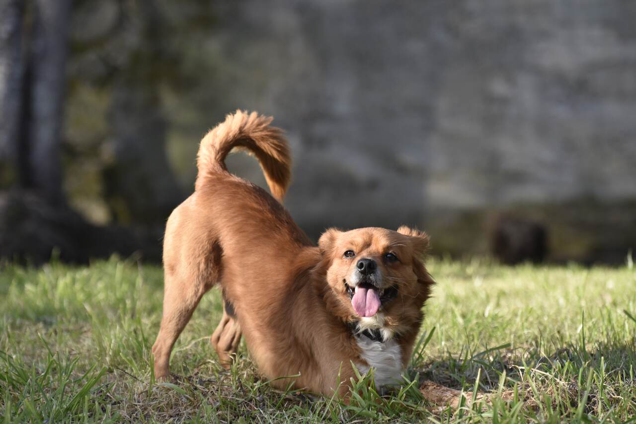 çimlerde mutlu bir köpek 