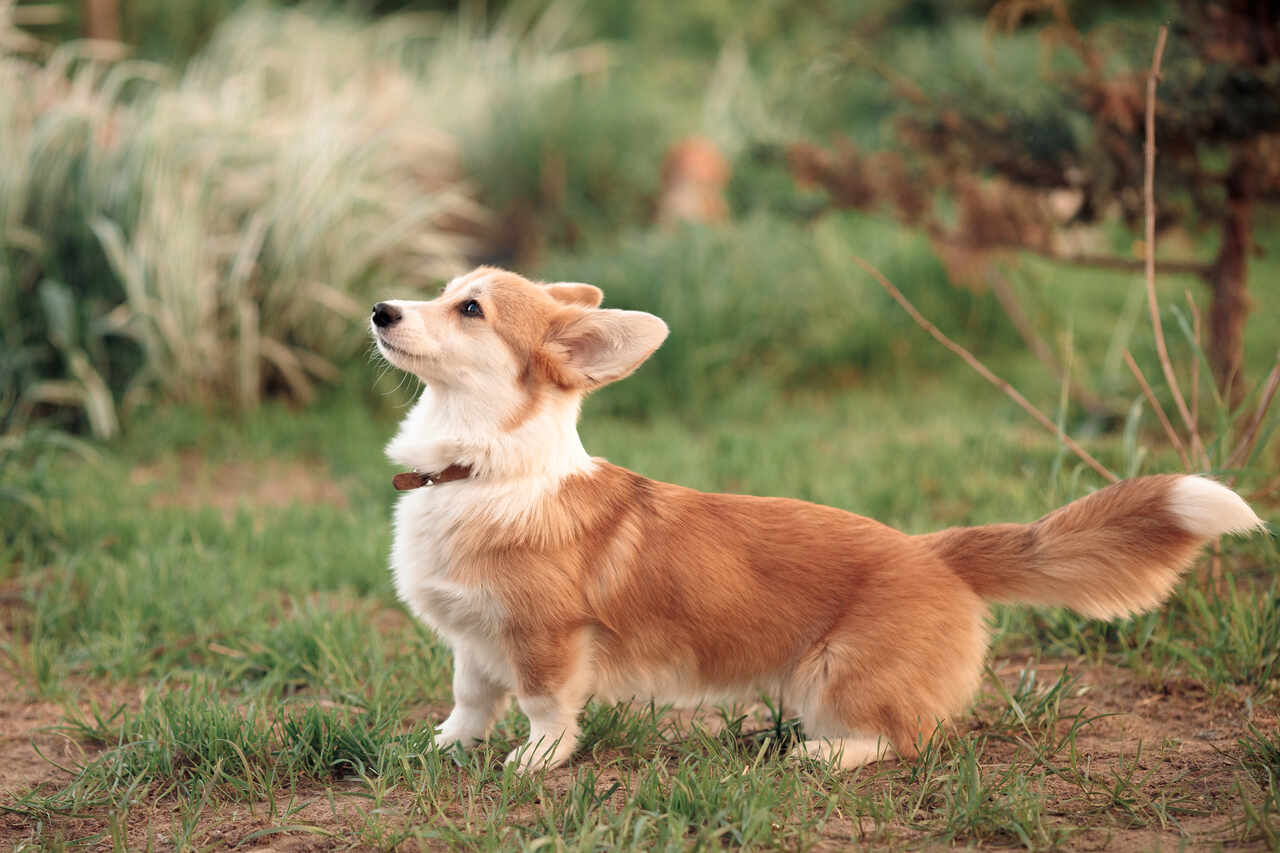 Kuyruk Sallama 101:  Köpeklerin Kuyruk Hareketleri ve Anlamları