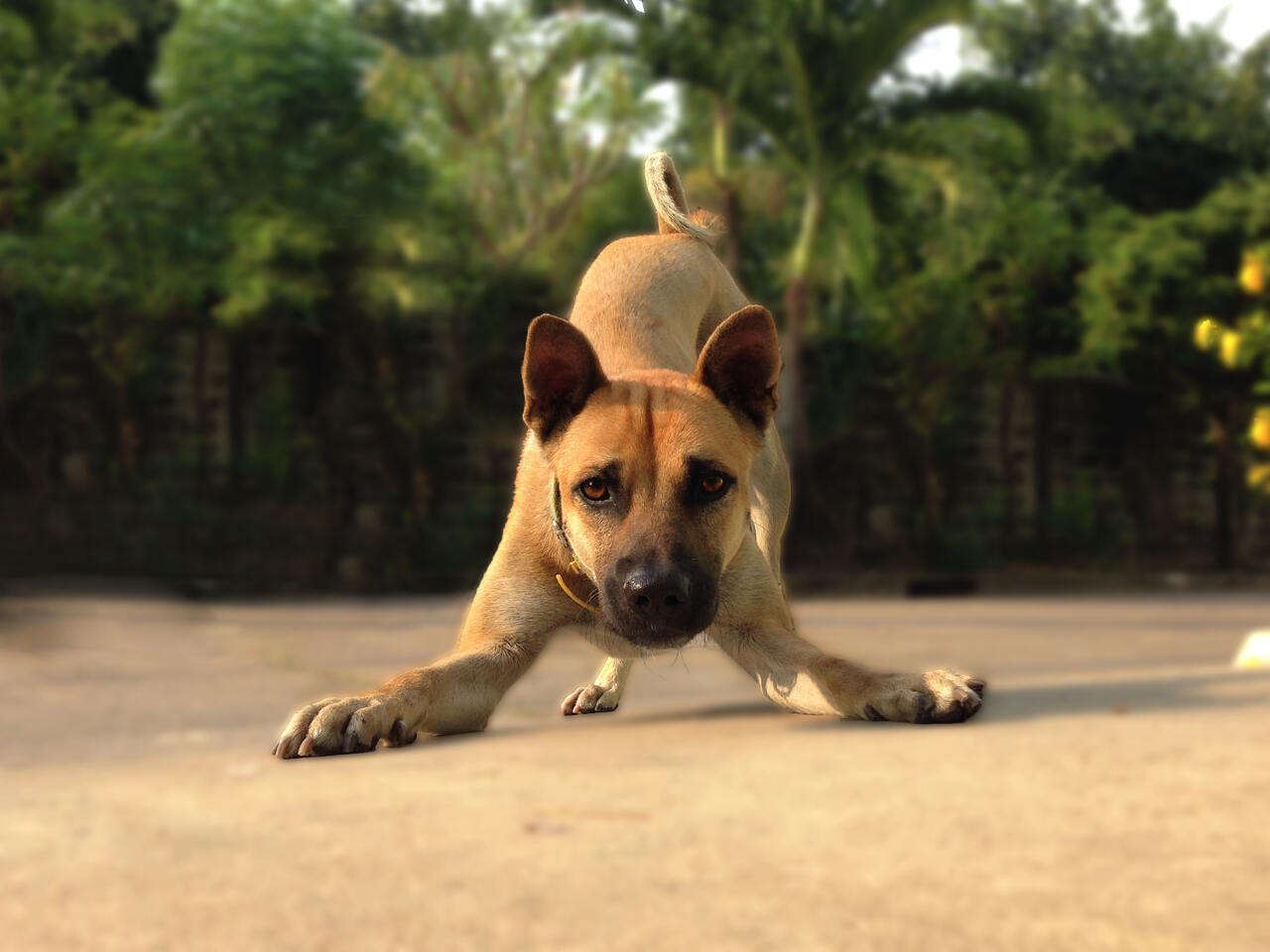 öne doğru uzanmış bir köpek 