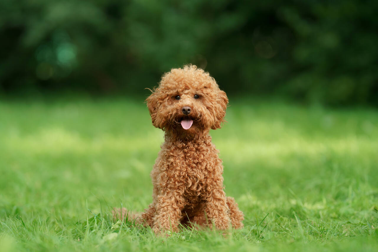 Toy Poodle Köpek Cinsi Özellikleri ve Bakımı