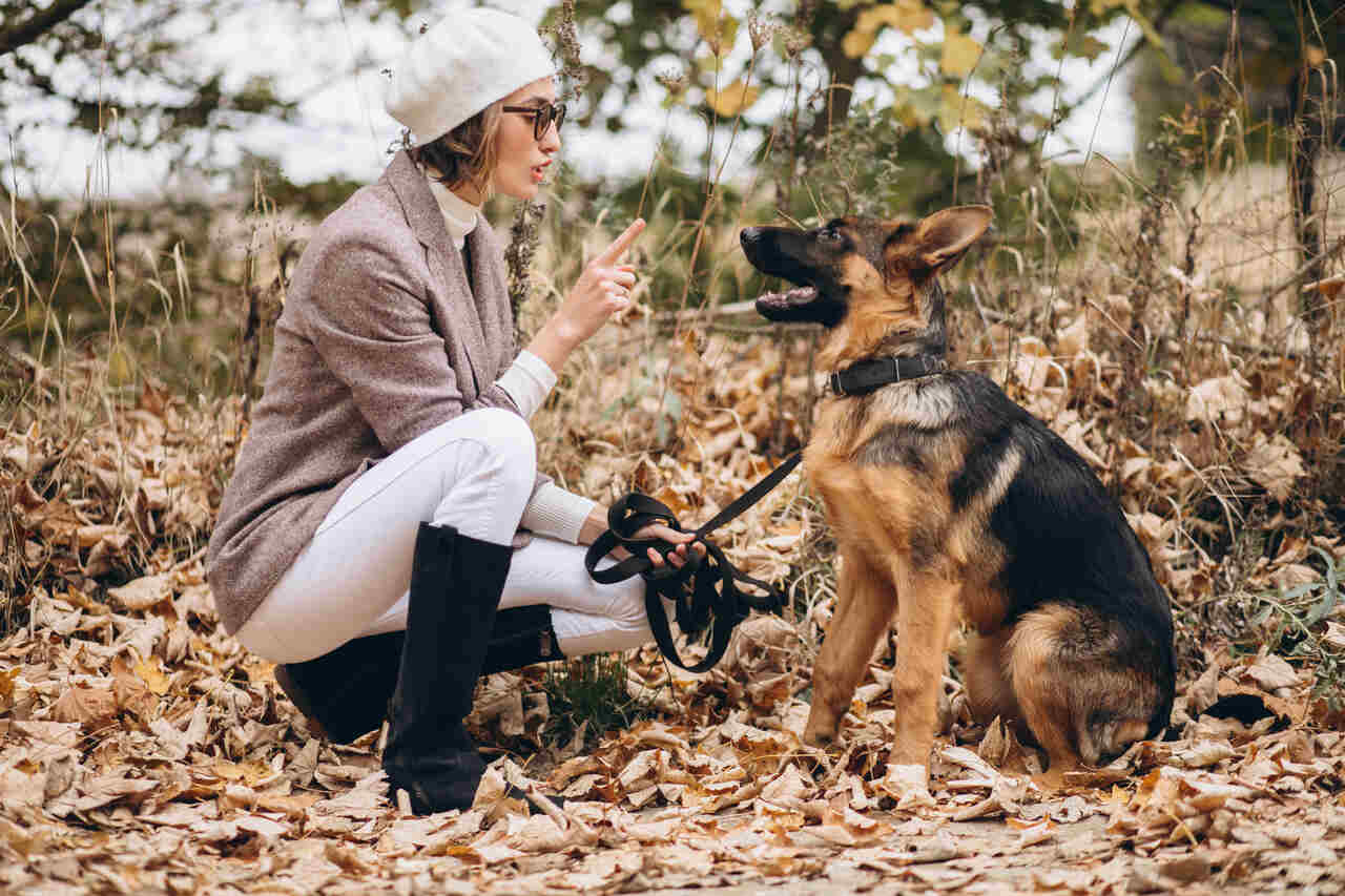 Alman çoban köpeğini eğiten bir kadın 
