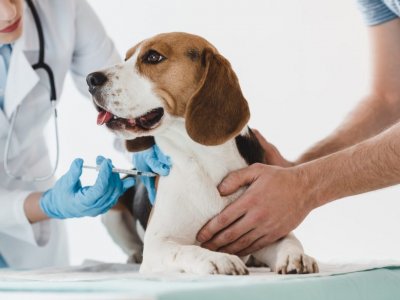 Köpek Aşı Takvimi: Aşının Önemi ve Aşılama Rehberi