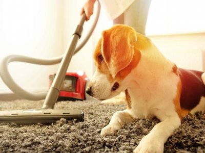 Evcil Hayvan Sahipleri İçin Temizlik Önerileri