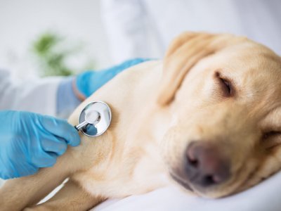 Köpeklerde Kanlı İshal Belirtileri ve Tedavi Yöntemleri