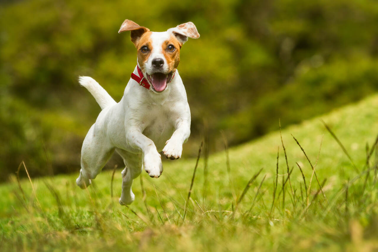 Jack Russell Terrier Özellikleri ve Bakımı Hakkında Her Şey