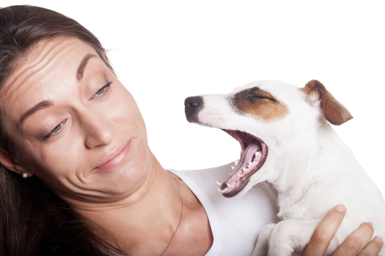 Köpeklerde Ağız Kokusu: Nedenleri ve Çözümü