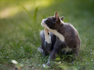 Kedi Piresi ile Nasıl Mücadele Edilir? Pireden Korunma Yöntemleri