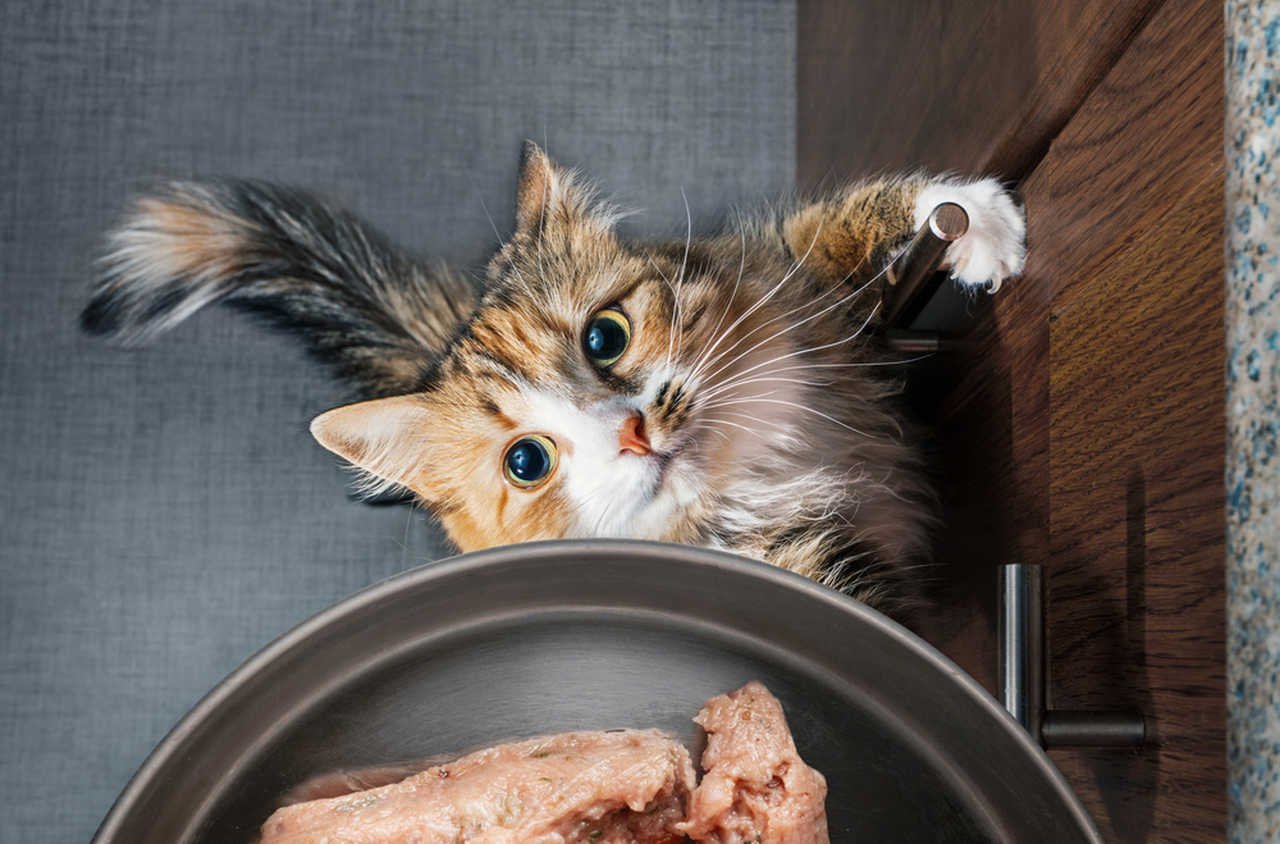 Barf Beslenme Nedir? Kedi ve Köpekler İçin Barf Beslenme Rehberi