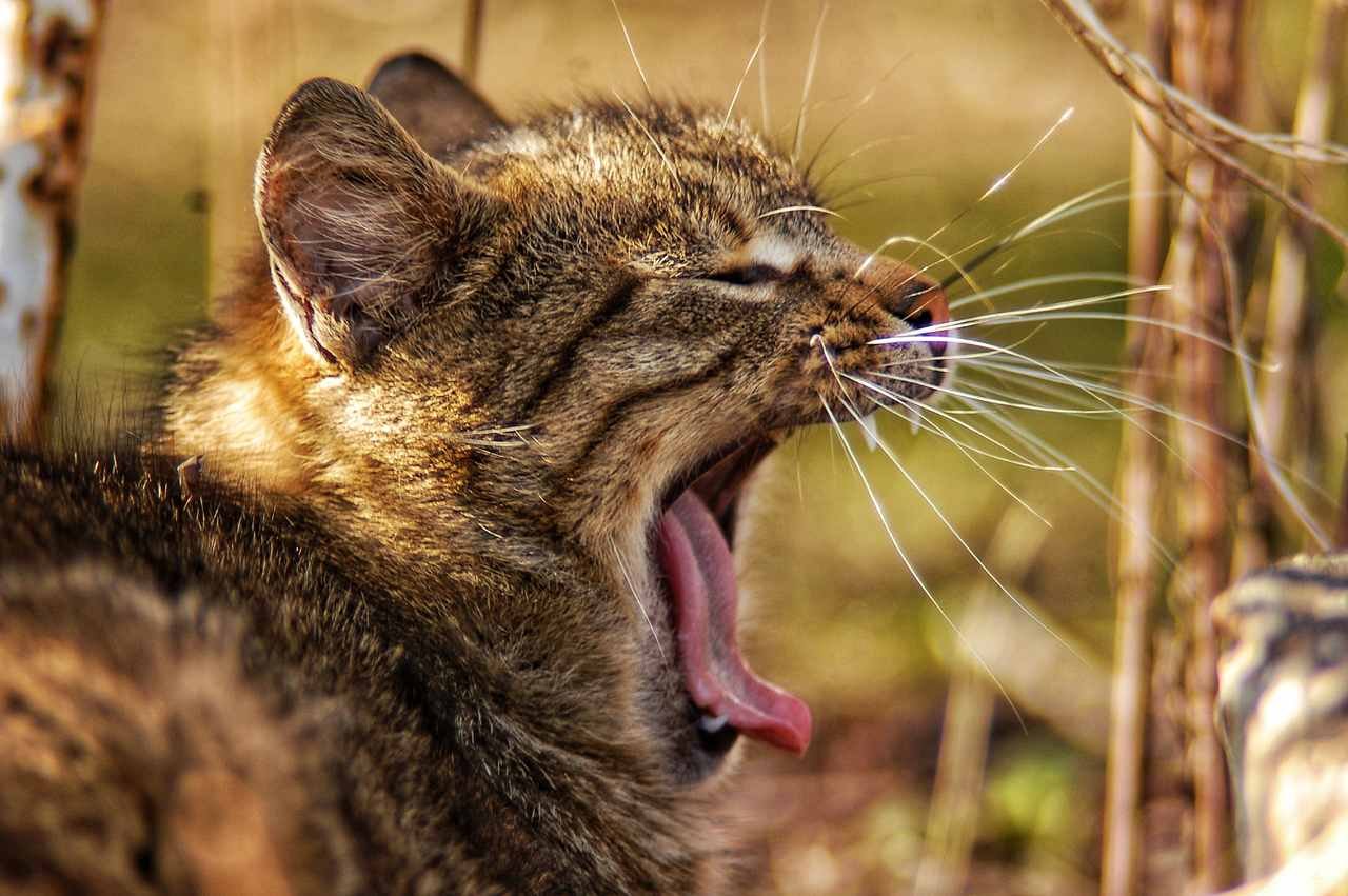 Kedilerin Dili ile İlgili Bilmediğiniz 7 Gerçek