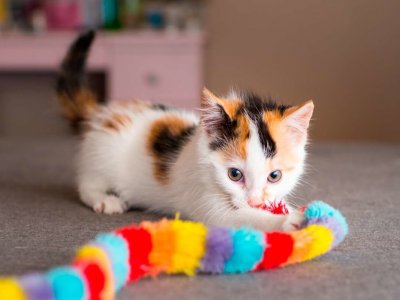 Evde Kedi Oyuncağı Yapımı ile Kedinizi Daha Mutlu Edin!