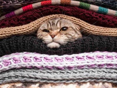 Kediler Üşür Mü? Kedinizi Soğuktan Nasıl Koruyabilirsiniz?