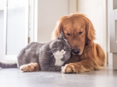 En Kritik Konu: Kedi ve Köpek Aynı Evde Yaşar Mı?