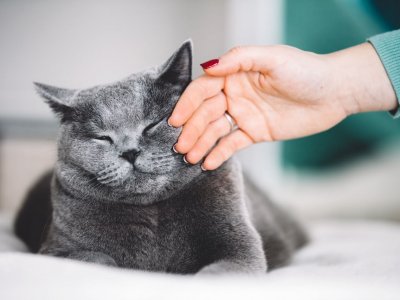 Kedilerde Deri Hastalıkları ve Tedavi Yöntemleri