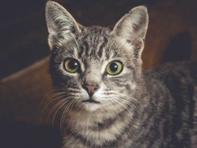 Kedilerin Kızgınlık Dönemi Hakkında Tüm Bilgiler