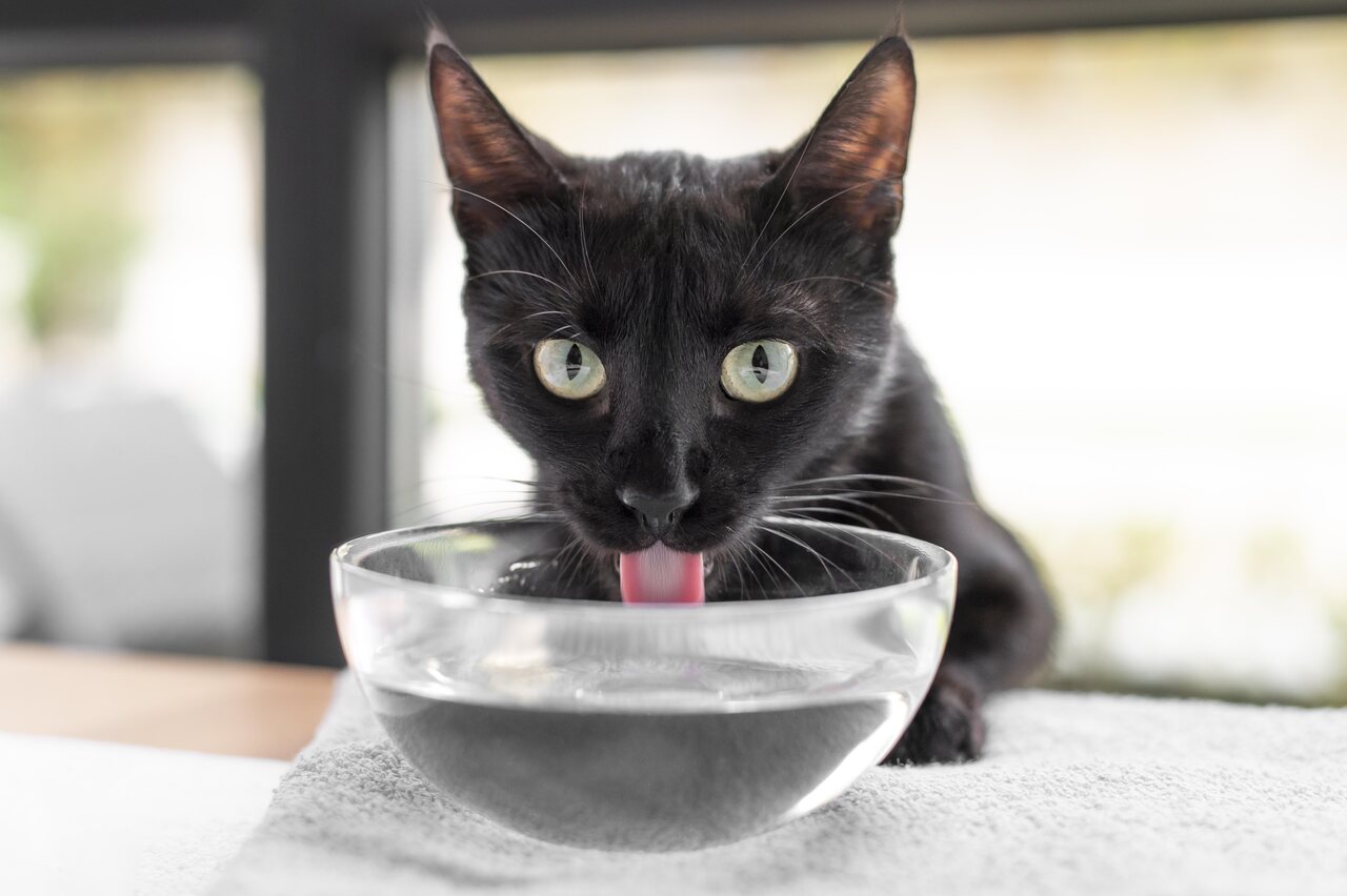su içen siyah kedi