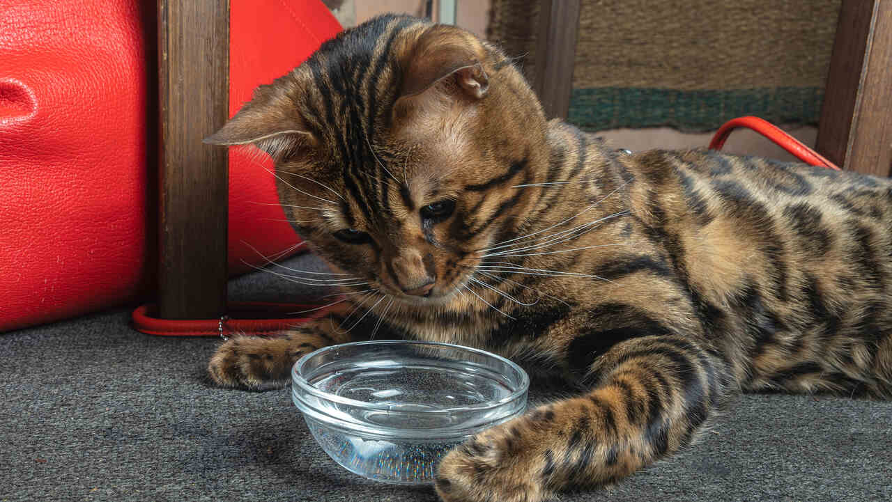 Eyvah Kedim Su İçmiyor! Kediler Neden Su İçmez?
