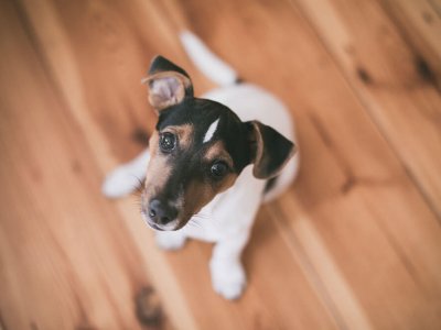 Köpek Eğitimi Rehberi, Köpek Eğitimi Nasıl Yapılır?