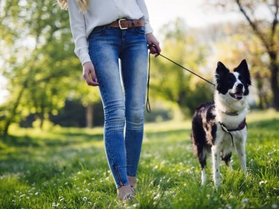 Köpeğinizle Gidebileceğiniz Doğal Ortamlar ve Ankara Parkları