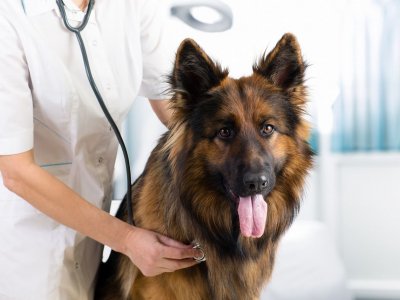 Köpeklerde Distemper (Gençlik Hastalığı) Belirtileri ve Tedavisi