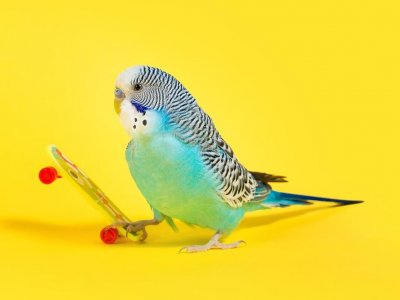 Cıvıl Cıvıl Neşesiyle Enerji Veren Muhabbet Kuşu Nasıl Eğitilir?