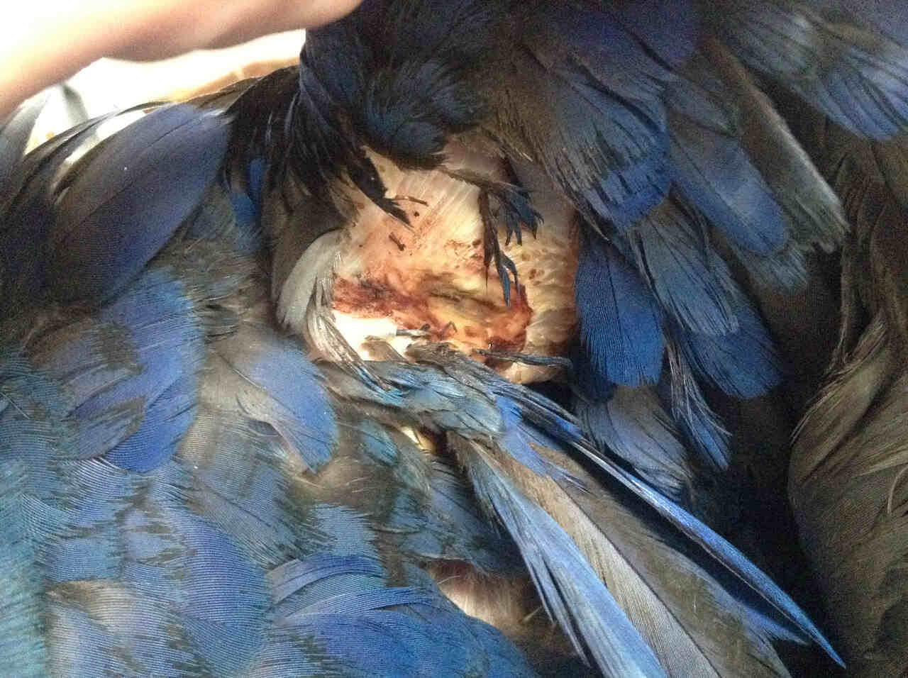 kanadında yara oluşan bir muhabbet kuşu