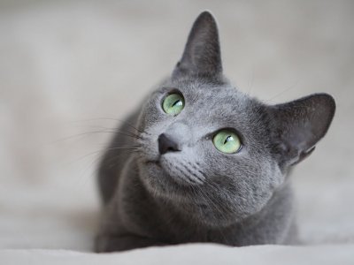 Gri Güzel: Russian Blue Kedilerin Özellikleri ve Bakımı
