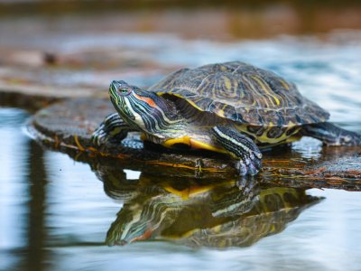 Su Kaplumbağası Bakımı Hakkında Bilmeniz Gerekenler