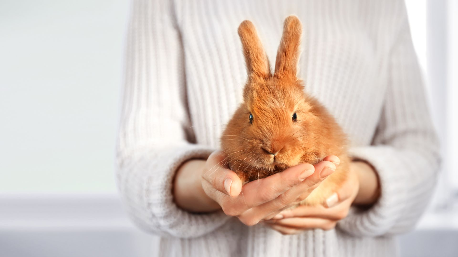 Tavşanlarda Koksidiyoz (Coccidiosis) Hastalığı ve Tedavisi