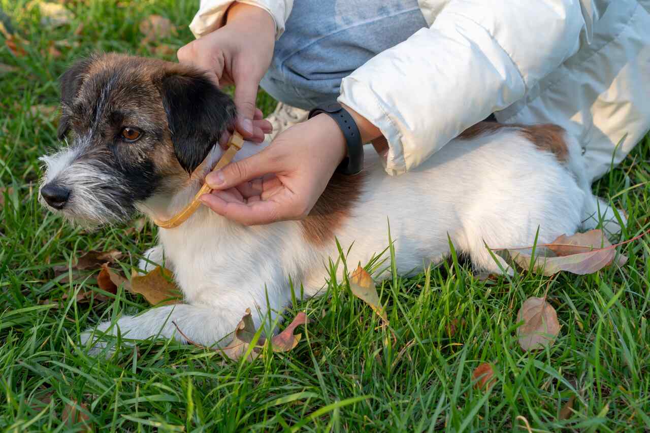 çimenlikte oturan bir köpek