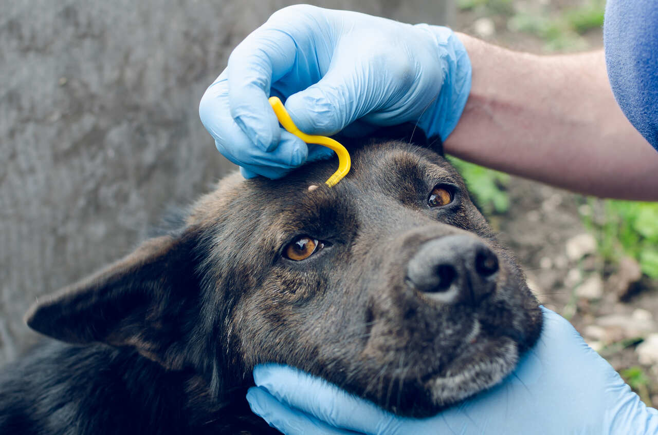 kancayla başından kene çıkarılan bir köpek 