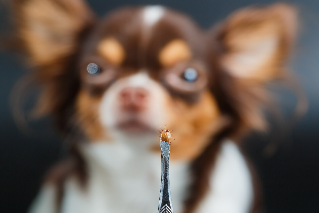 Köpeklerde Lyme Hastalığı: Eklem Ağrılarının Sık Görülen Nedeni