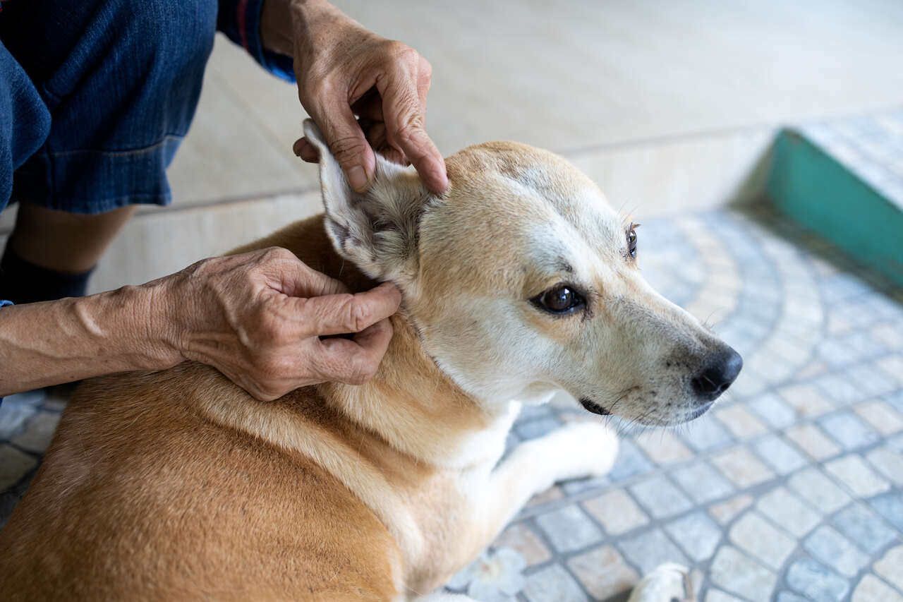 kene kontrolü yapılan bir köpek 