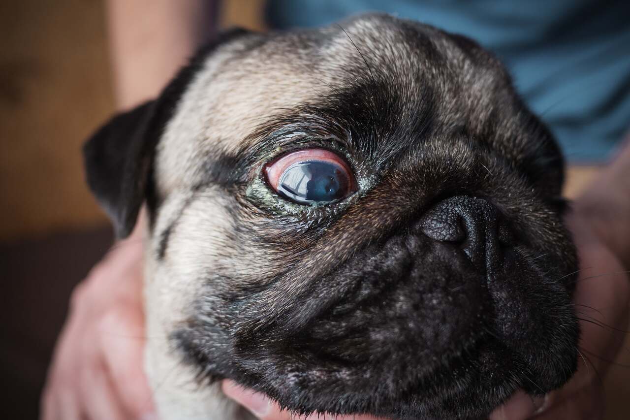 gözü tahriş olmuş bir köpek