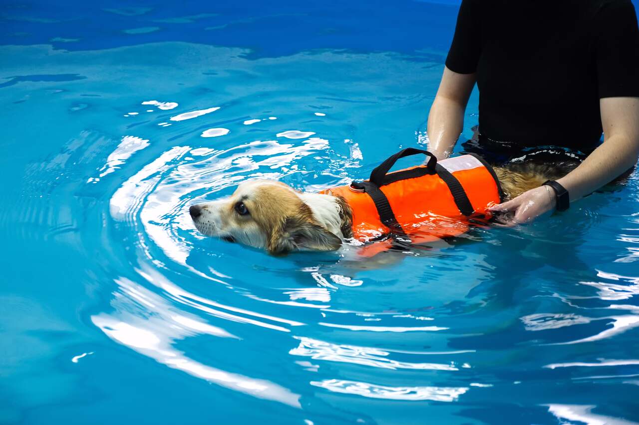 havuzda yüzdürülen bir köpek 