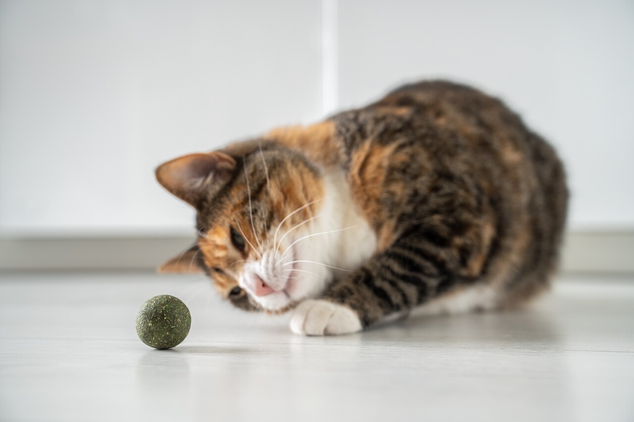 kedi naneli topu izleyen bir kedi